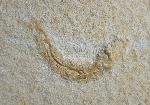 Leptolepides sprattiformis (BLAINVILLE 1818) - Bild © FossNet FossilienStore